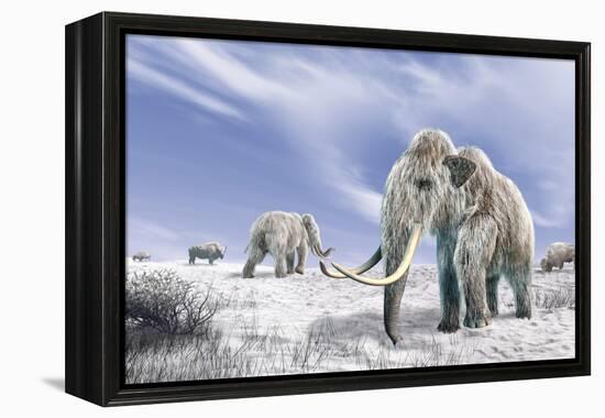 Two Woolly Mammoths in a Snow Covered Field with a Few Bison-null-Framed Stretched Canvas