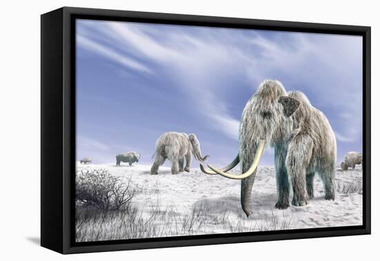 Two Woolly Mammoths in a Snow Covered Field with a Few Bison-null-Framed Stretched Canvas