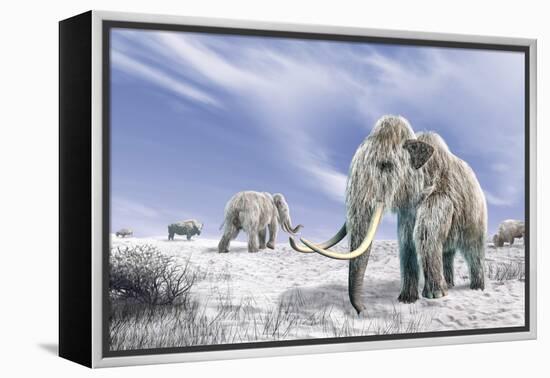 Two Woolly Mammoths in a Snow Covered Field with a Few Bison-null-Framed Stretched Canvas