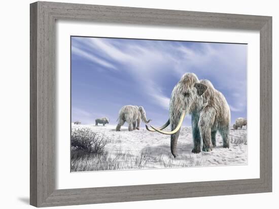 Two Woolly Mammoths in a Snow Covered Field with a Few Bison-null-Framed Art Print