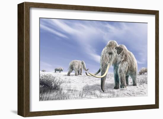 Two Woolly Mammoths in a Snow Covered Field with a Few Bison-null-Framed Art Print