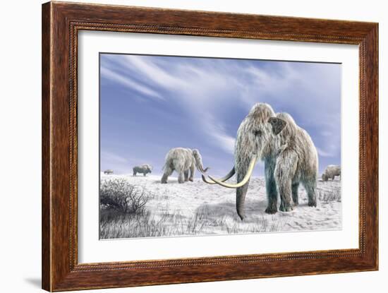 Two Woolly Mammoths in a Snow Covered Field with a Few Bison-null-Framed Art Print