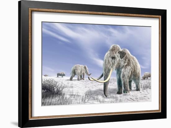 Two Woolly Mammoths in a Snow Covered Field with a Few Bison-null-Framed Art Print