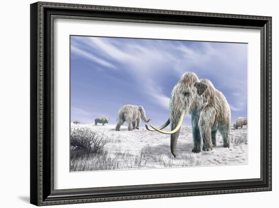 Two Woolly Mammoths in a Snow Covered Field with a Few Bison-null-Framed Art Print