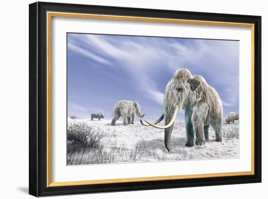 Two Woolly Mammoths in a Snow Covered Field with a Few Bison-null-Framed Art Print