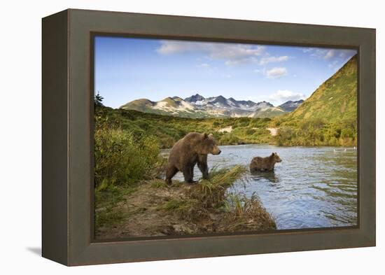 Two Year Old Grizzly Bears on Riverbank at Kinak Bay-Paul Souders-Framed Premier Image Canvas