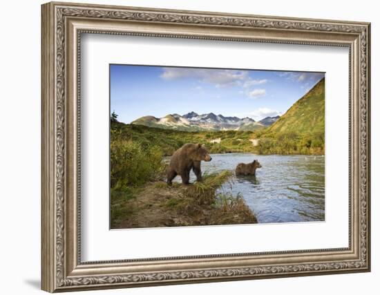 Two Year Old Grizzly Bears on Riverbank at Kinak Bay-Paul Souders-Framed Photographic Print