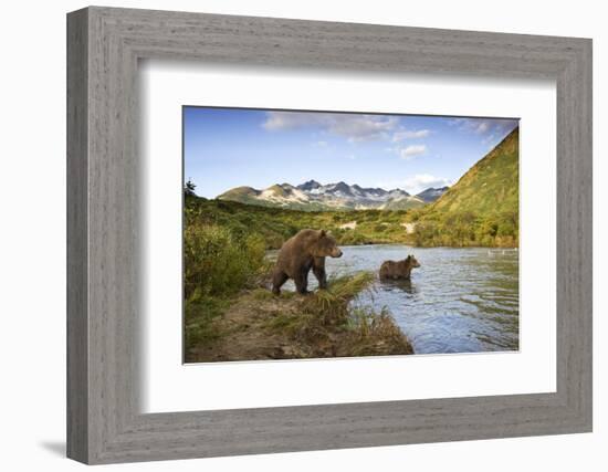 Two Year Old Grizzly Bears on Riverbank at Kinak Bay-Paul Souders-Framed Photographic Print