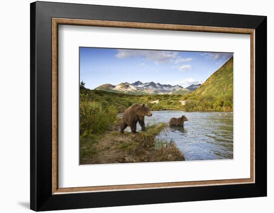 Two Year Old Grizzly Bears on Riverbank at Kinak Bay-Paul Souders-Framed Photographic Print