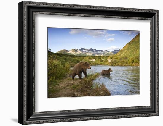 Two Year Old Grizzly Bears on Riverbank at Kinak Bay-Paul Souders-Framed Photographic Print