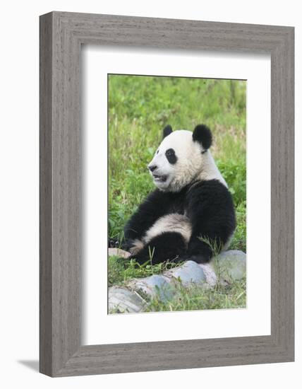 Two Year Old Young Giant Panda (Ailuropoda Melanoleuca), Chengdu, Sichuan, China, Asia-G&M Therin-Weise-Framed Photographic Print