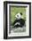 Two Year Old Young Giant Panda (Ailuropoda Melanoleuca), Chengdu, Sichuan, China, Asia-G&M Therin-Weise-Framed Photographic Print