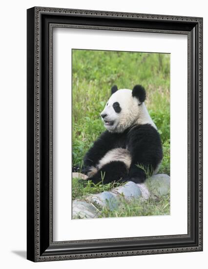 Two Year Old Young Giant Panda (Ailuropoda Melanoleuca), Chengdu, Sichuan, China, Asia-G&M Therin-Weise-Framed Photographic Print