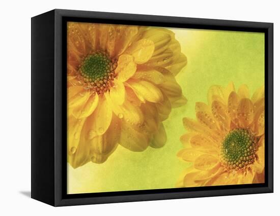 Two Yellow Chrysanthemums-Michelle Garrett-Framed Premier Image Canvas