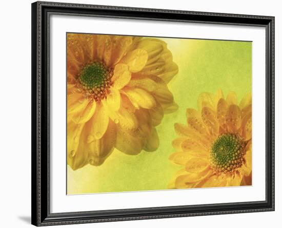 Two Yellow Chrysanthemums-Michelle Garrett-Framed Photographic Print