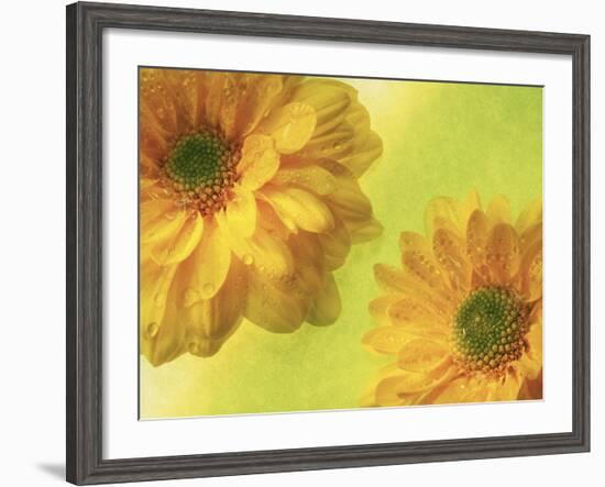 Two Yellow Chrysanthemums-Michelle Garrett-Framed Photographic Print