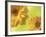 Two Yellow Chrysanthemums-Michelle Garrett-Framed Photographic Print