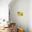 Two Yellow Chrysanthemums-Michelle Garrett-Photographic Print displayed on a wall