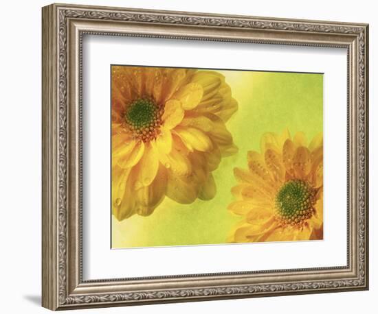 Two Yellow Chrysanthemums-Michelle Garrett-Framed Photographic Print