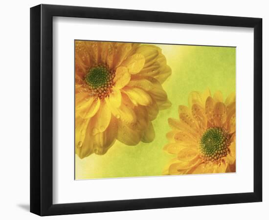 Two Yellow Chrysanthemums-Michelle Garrett-Framed Photographic Print
