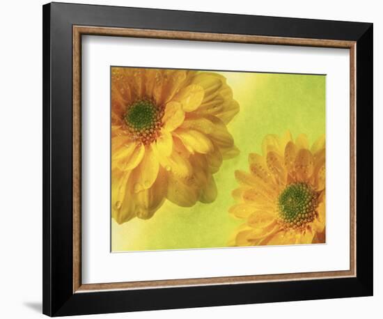 Two Yellow Chrysanthemums-Michelle Garrett-Framed Photographic Print