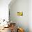 Two Yellow Chrysanthemums-Michelle Garrett-Mounted Photographic Print displayed on a wall