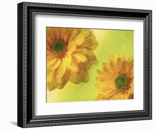 Two Yellow Chrysanthemums-Michelle Garrett-Framed Photographic Print