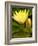 Two Yellow Hardy Water Lilies, Union Mills, Westminster, Maryland, USA-Corey Hilz-Framed Photographic Print
