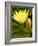 Two Yellow Hardy Water Lilies, Union Mills, Westminster, Maryland, USA-Corey Hilz-Framed Photographic Print