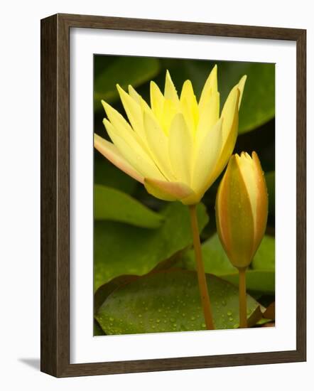 Two Yellow Hardy Water Lilies, Union Mills, Westminster, Maryland, USA-Corey Hilz-Framed Photographic Print