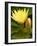 Two Yellow Hardy Water Lilies, Union Mills, Westminster, Maryland, USA-Corey Hilz-Framed Photographic Print