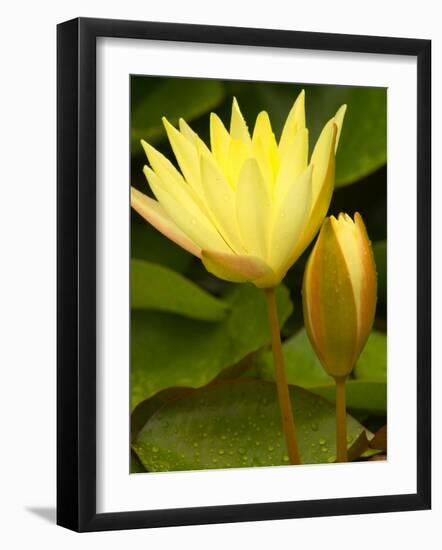 Two Yellow Hardy Water Lilies, Union Mills, Westminster, Maryland, USA-Corey Hilz-Framed Photographic Print