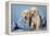 Two Yellow Labrador Puppies in Jeans-null-Framed Premier Image Canvas