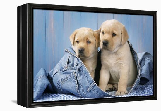 Two Yellow Labrador Puppies in Jeans-null-Framed Premier Image Canvas