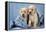 Two Yellow Labrador Puppies in Jeans-null-Framed Premier Image Canvas