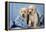 Two Yellow Labrador Puppies in Jeans-null-Framed Premier Image Canvas
