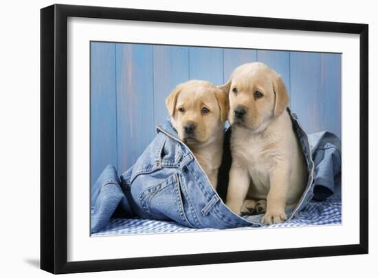 Two Yellow Labrador Puppies in Jeans-null-Framed Photographic Print