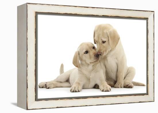 Two Yellow Labrador Retriever Puppies, 10 Weeks, Touching Noses-Mark Taylor-Framed Premier Image Canvas