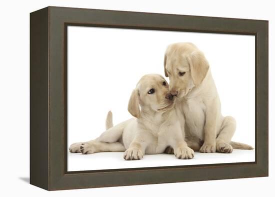 Two Yellow Labrador Retriever Puppies, 10 Weeks, Touching Noses-Mark Taylor-Framed Premier Image Canvas