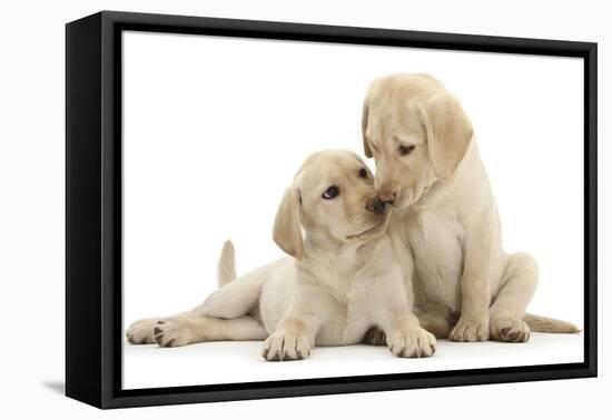 Two Yellow Labrador Retriever Puppies, 10 Weeks, Touching Noses-Mark Taylor-Framed Premier Image Canvas