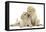 Two Yellow Labrador Retriever Puppies, 10 Weeks, Touching Noses-Mark Taylor-Framed Premier Image Canvas