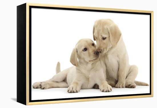 Two Yellow Labrador Retriever Puppies, 10 Weeks, Touching Noses-Mark Taylor-Framed Premier Image Canvas