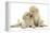 Two Yellow Labrador Retriever Puppies, 10 Weeks, Touching Noses-Mark Taylor-Framed Premier Image Canvas