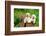 Two yellow Labrador retriever puppies in wooden box-Lynn M. Stone-Framed Photographic Print