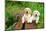 Two yellow Labrador retriever puppies in wooden box-Lynn M. Stone-Mounted Photographic Print