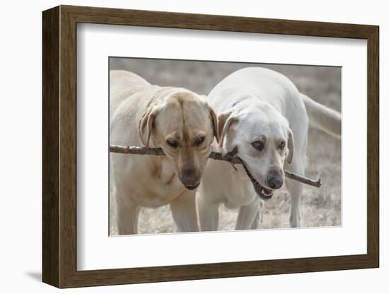 Two Yellow Labrador Retrievers playing with a stick-Zandria Muench Beraldo-Framed Photographic Print