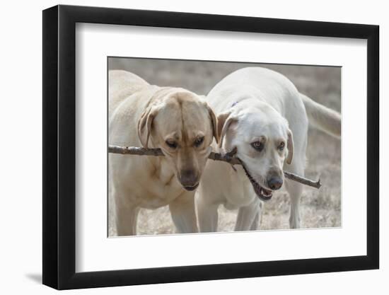 Two Yellow Labrador Retrievers playing with a stick-Zandria Muench Beraldo-Framed Photographic Print