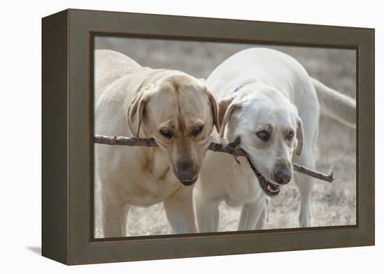 Two Yellow Labrador Retrievers playing with a stick-Zandria Muench Beraldo-Framed Premier Image Canvas