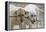 Two Yellow Labrador Retrievers playing with a stick-Zandria Muench Beraldo-Framed Premier Image Canvas