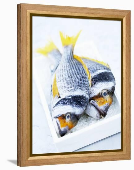 Two Yellowfin Seabream on Ice-Marc O^ Finley-Framed Premier Image Canvas